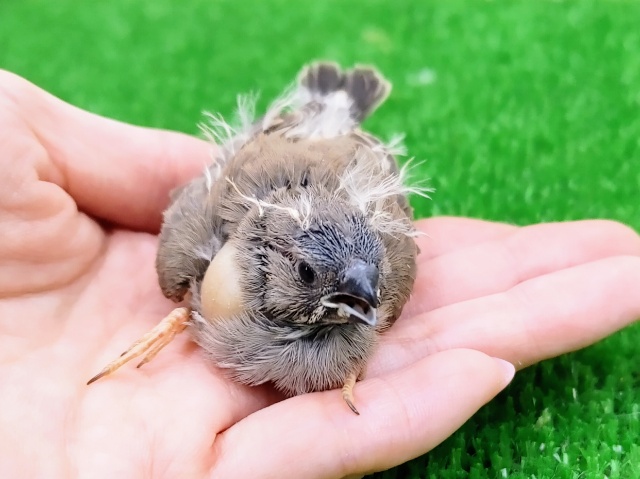 錦花鳥（キンカチョウ）