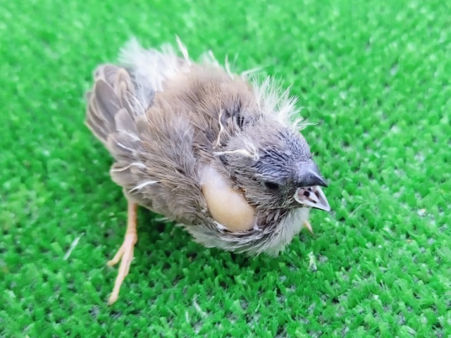 錦花鳥（キンカチョウ）