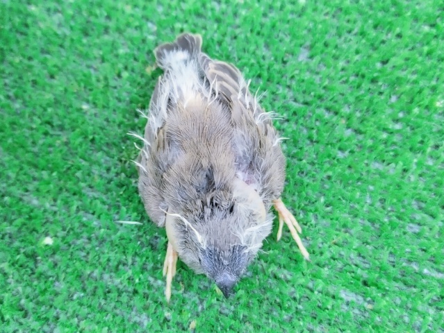 錦花鳥（キンカチョウ）