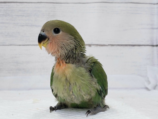 コザクラインコ（小桜インコ）