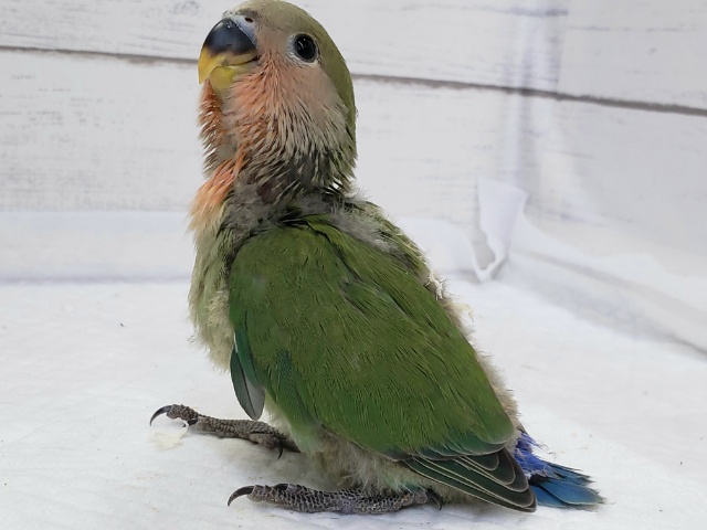 コザクラインコ（小桜インコ）