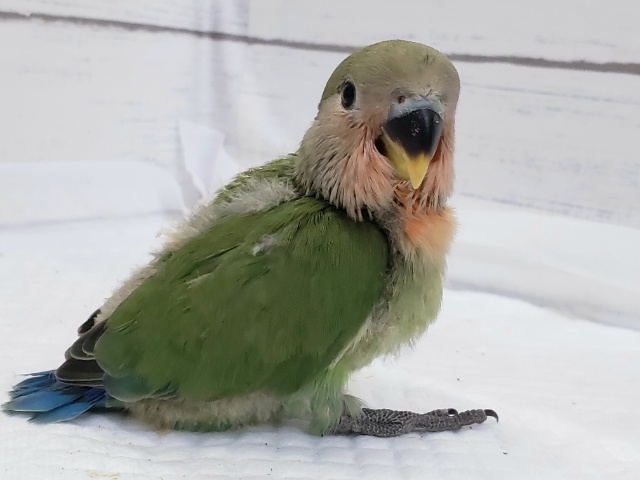 コザクラインコ（小桜インコ）