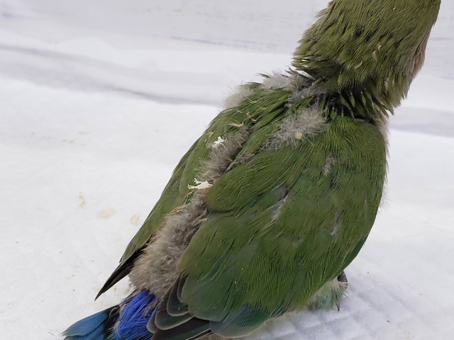 コザクラインコ（小桜インコ）