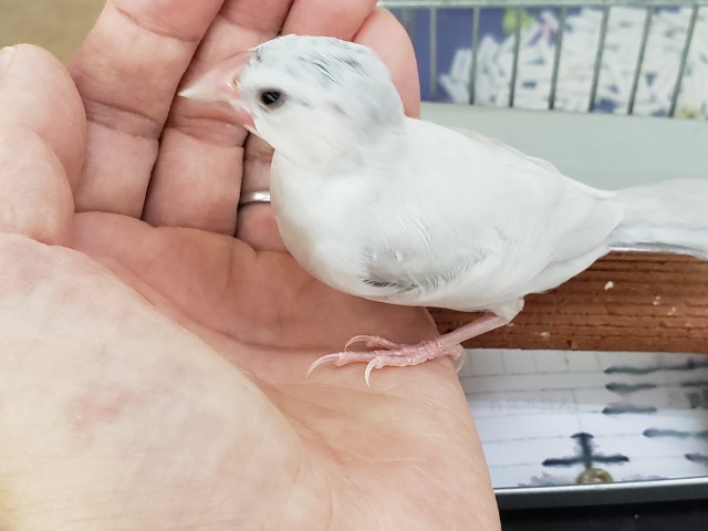 シルバー文鳥