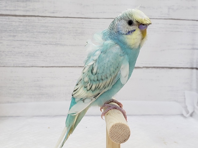 羽衣セキセイインコ