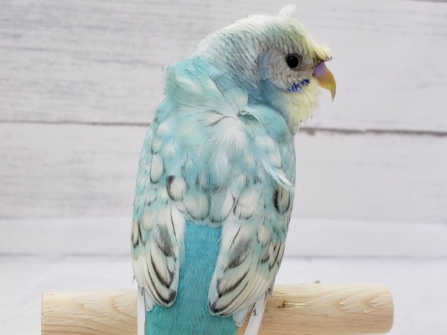 羽衣セキセイインコ