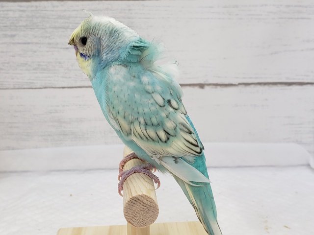 羽衣セキセイインコ