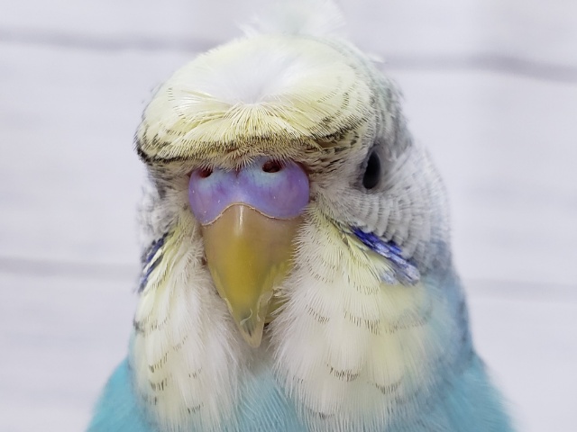 羽衣セキセイインコ