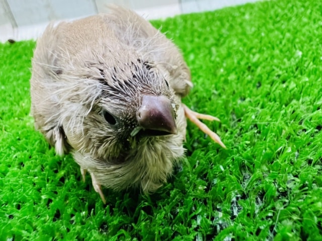 錦花鳥（キンカチョウ）