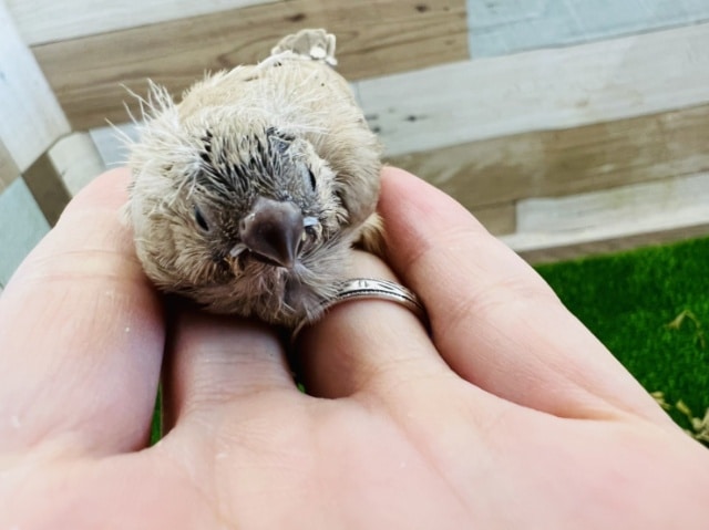 錦花鳥（キンカチョウ）