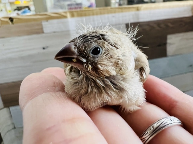 錦花鳥（キンカチョウ）