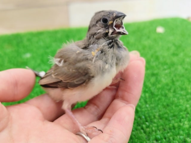 錦花鳥（キンカチョウ）