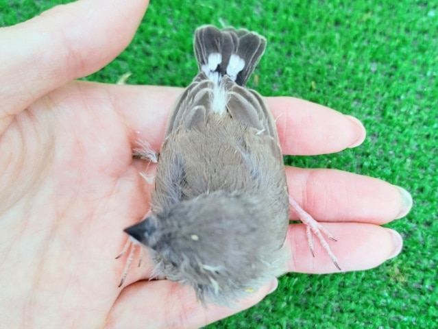 錦花鳥（キンカチョウ）