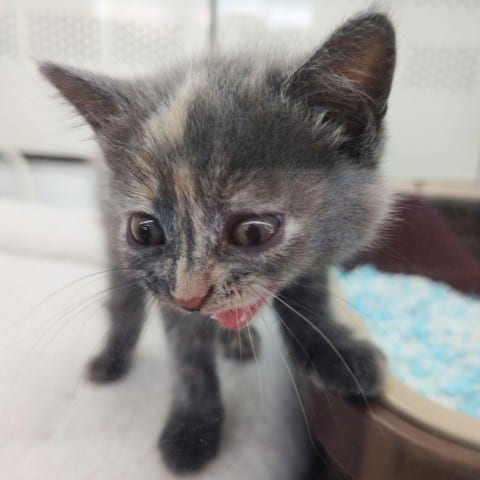 ブリティッシュショートヘア