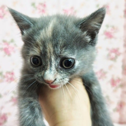 ブリティッシュショートヘア