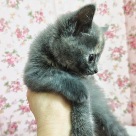 ブリティッシュショートヘア