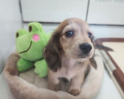 ミニチュアダックス