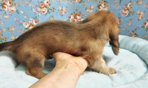 ミニチュアダックス