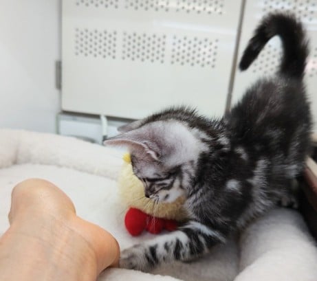 アメリカンショートヘア