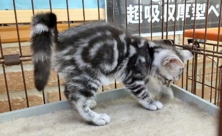 アメリカンショートヘア