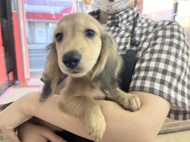 ミニチュアダックス