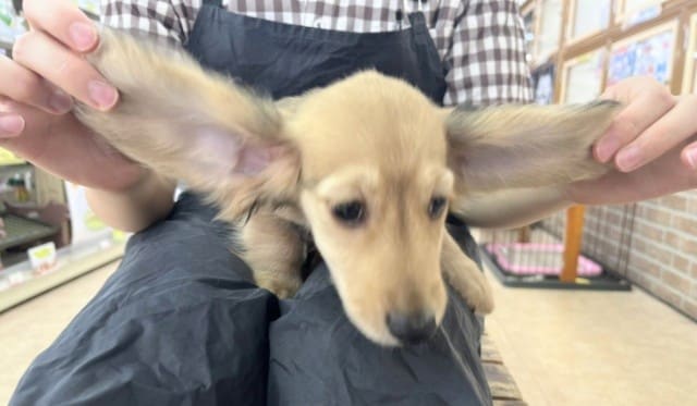 ミニチュアダックス