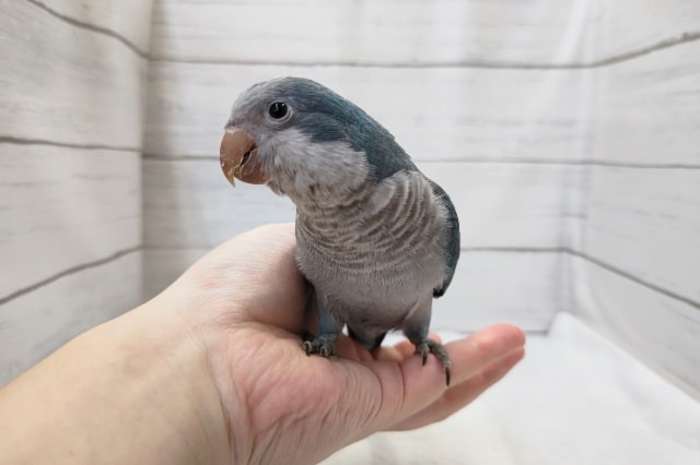 オキナインコ