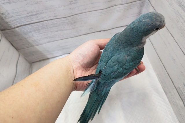 特徴的な濃〜い青!🔵 オキナインコ(ブルー) オキナインコ