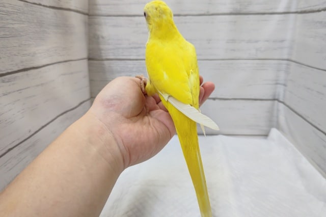 オキナインコ