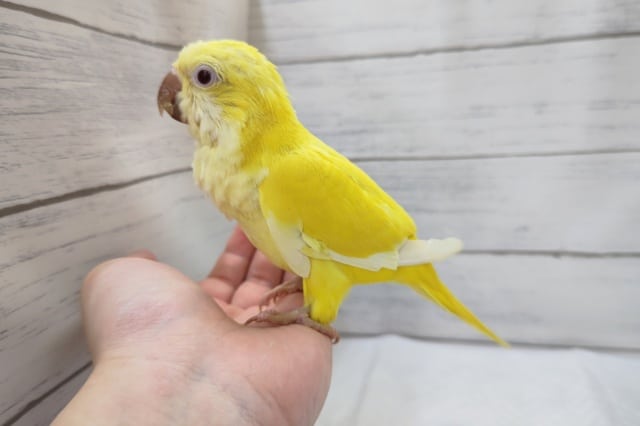 オキナインコ