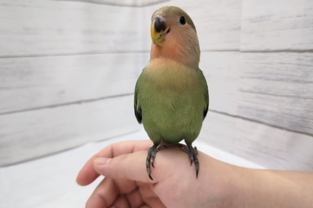 コザクラインコ（小桜インコ）