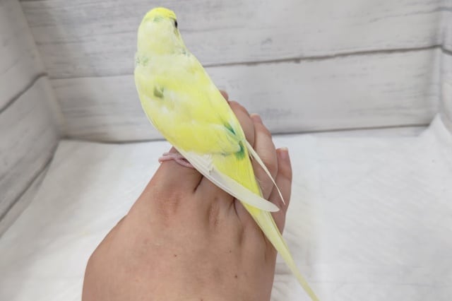 セキセイインコ