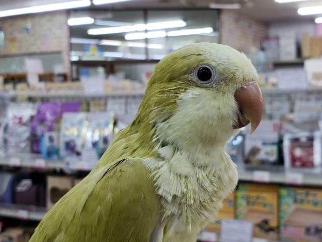 オキナインコ