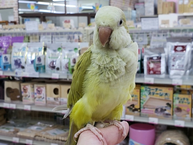 オキナインコ