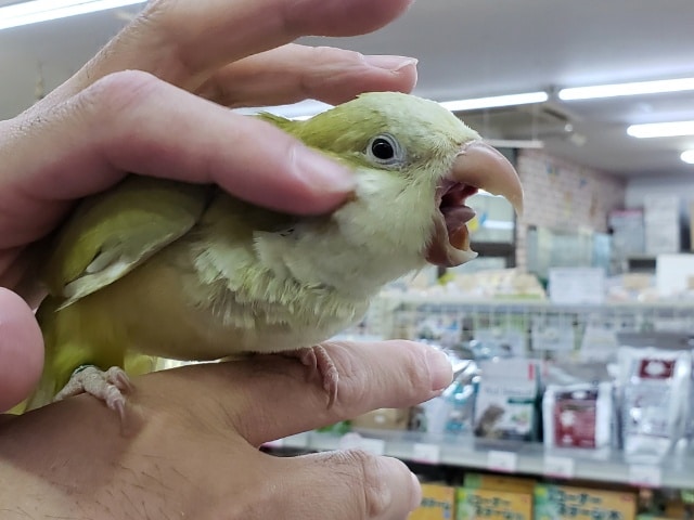 オキナインコ