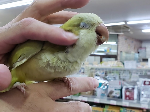 オキナインコ