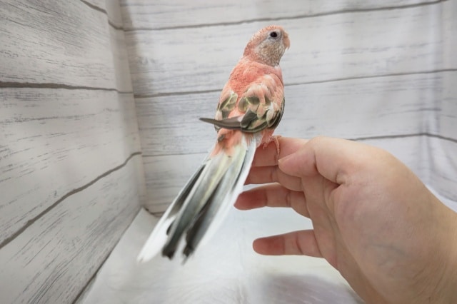 アキクサインコ（秋草インコ）