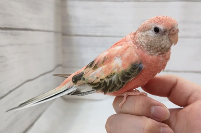 アキクサインコ（秋草インコ）