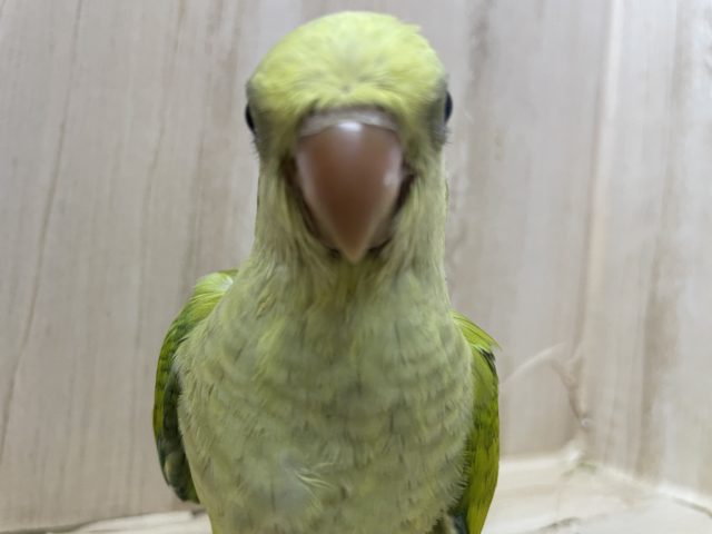 オキナインコ