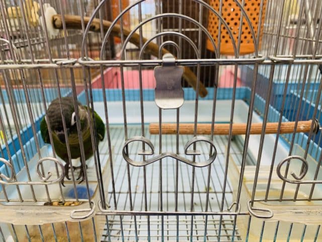 べたなれ♡ウロコインコがやってきた! ホオミドリウロコインコ