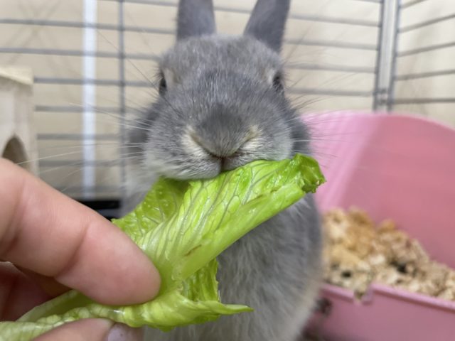 ネザーランドドワーフ