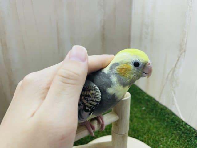 オカメインコ