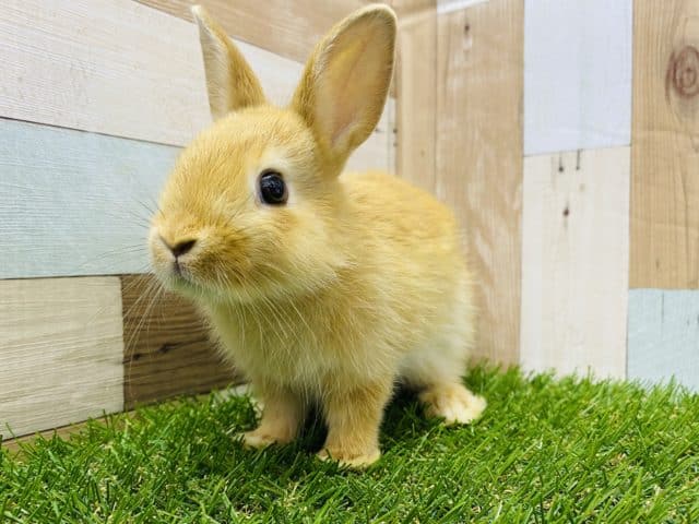 ミニウサギ