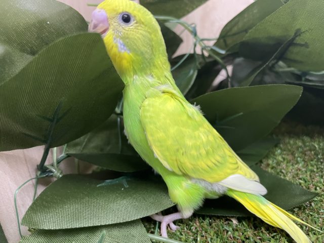 セキセイインコ