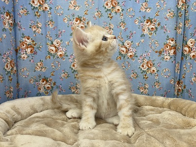 スコティッシュフォールド