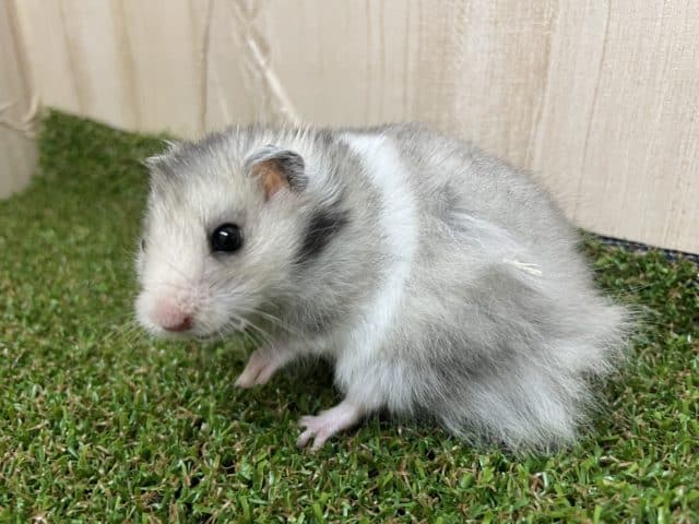 ゴールデンハムスター