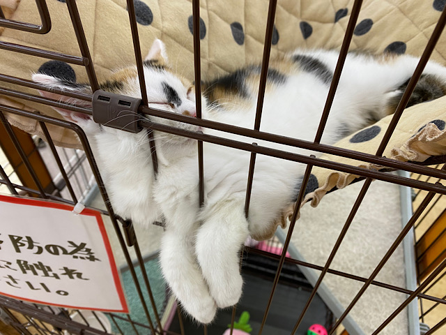 スコティッシュフォールド