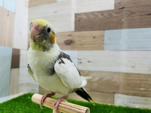 ガングロ〜♪手乗りのパイドのオカメインコ オカメインコ