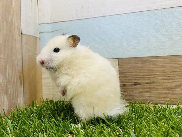 ゴールデンハムスター