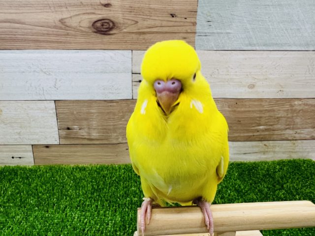 でかでかジャンボセキセイインコ!ルチノー ジャンボセキセイインコ